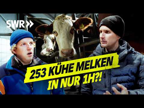 Stress im Milchbetrieb! Einen Tag auf dem Hof der Schwenks I SWR Legends of Ländle