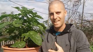 טיפול בתפוח אדמה אחרי 7 שבועות