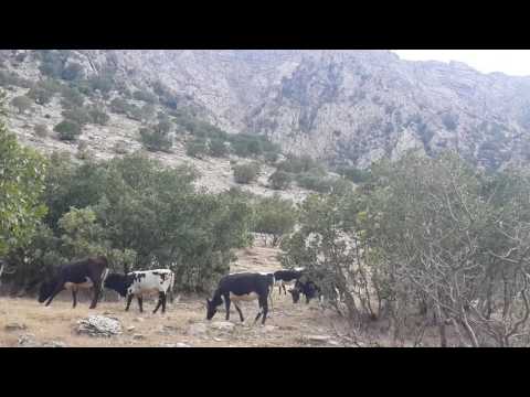 Nature of Kurdistan- Peramagrun Mountain- Lajan Burhan Abdalla