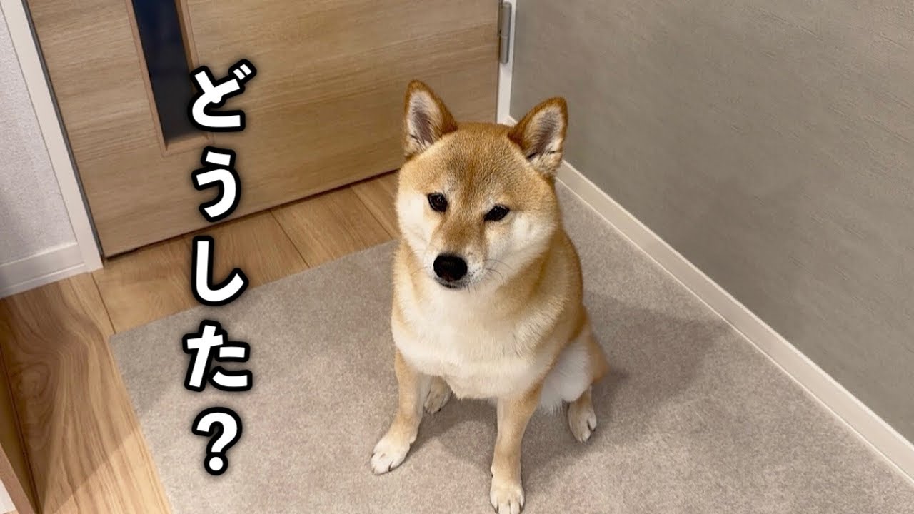 急に元気がなくなって本気で心配しました