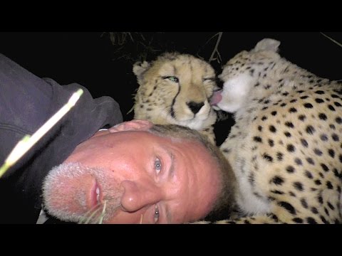 The Big Cat Whisperer Video Collection