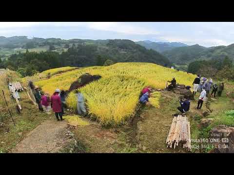 【タイムラプス】松谷棚田稲刈り【球磨村】