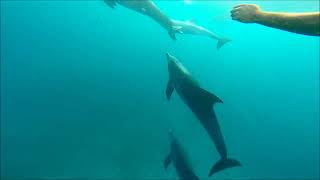 preview picture of video 'Zanzibar kizimkazi dolphin tour 2014'