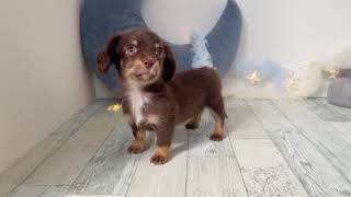 ハーフ犬の動画01