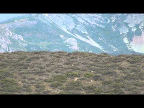 Iberian wolf Picos De Europa Spain 15/08/2014