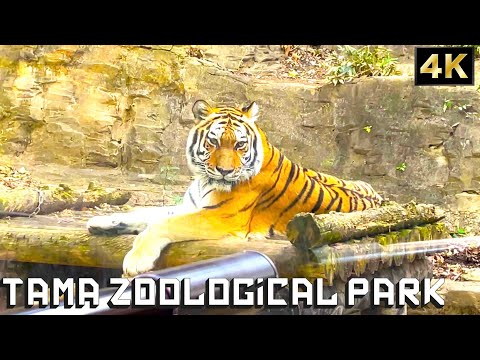 【4K HDR】Walking in the Tokyo’s Biggest Zoo