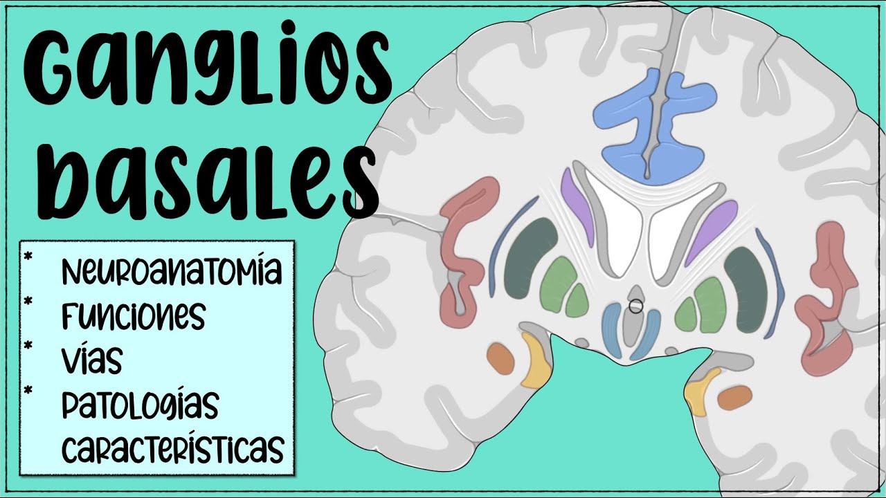 Ganglios de la base 🔍➜ 🧠 🤯