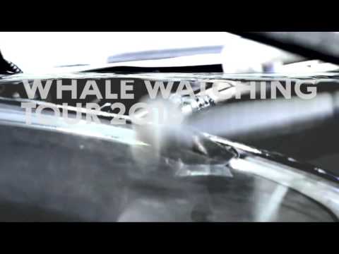 ANNOUNCING: WHALE WATCHING TOUR 2016