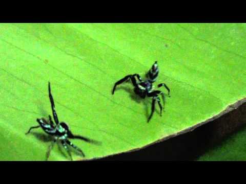 Rudy's Lacius (Right) V Randy's Shamrock (Left) 161211