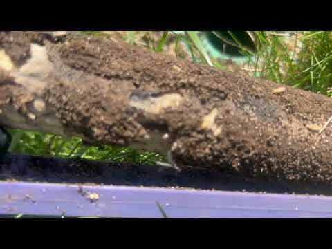 Loaded Sentricon® Station Loaded with Termites in Colts Neck, NJ