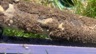 Loaded Sentricon® Station Loaded with Termites in Colts Neck, NJ