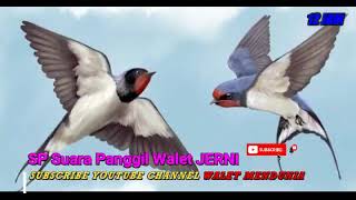 Download lagu 12 Jam non Stop !! Bunyi Panggil Burung Walet Gred Super Terbaik!!! Ilmu Pelet  Burung walet mp3