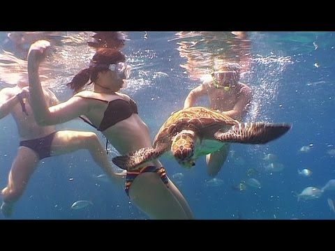 ウミヘビとウミガメ～アンダマンのリーフライフ～ 第20回 (Sea Snakes and Turtles - Reef Life of the Andaman - Part 20)