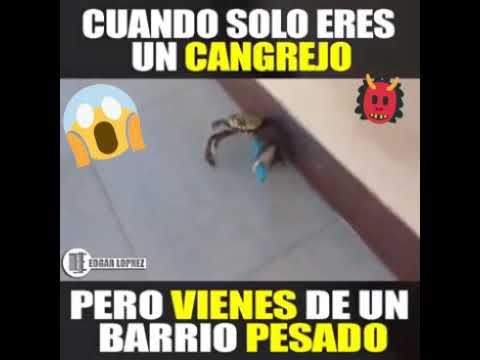 Cangrejo con talento de barrio 😅👍