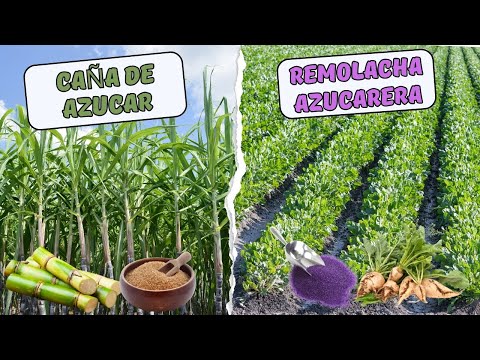 , title : 'Cultivo de caña de azúcar V.S Cultivo de remolacha azucarera.'