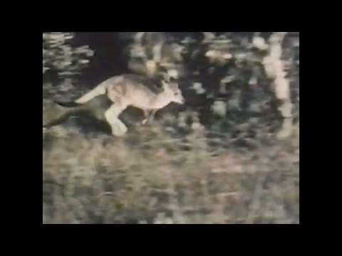 Skippy The Bush Kangaroo