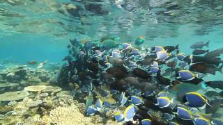 Circling Fish in the Maldives
