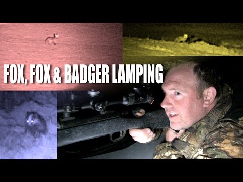 Fox, Fox and Badger Lamping Fox, Fox and Badger Lamping