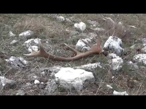 2 - Raccolta palchi di cervo (deer antlers) 2012 nel Parco Sirente-Velino (Abruzzo-AQ)