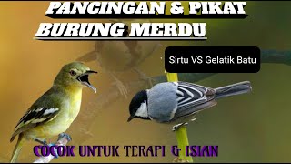 Download lagu Sirtu VS Gelatik Batu Pancingan Dan Isian Burung Merdu mp3