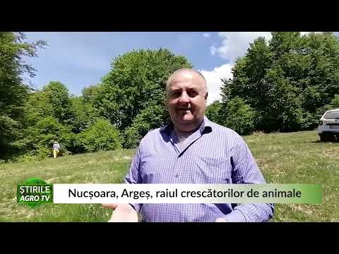 Nucșoara, Argeș, raiul crescătorilor de animale 17 05 2022
