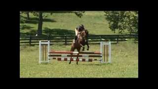 preview picture of video 'CHURCHILL THOROUGHBREDS - NDONGO VERY HONEST JUMPING HORSE'