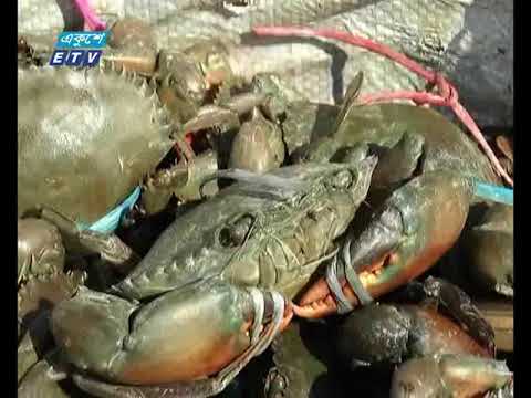 দ্বীপ কুকরি মুকরিতে বাণিজ্যিক ভাবে কাঁকড়া চাষ