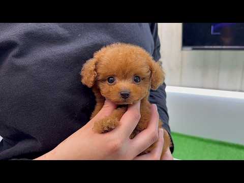 YouTube動画のサムネイル