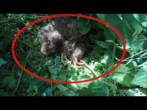 Mysterious animal or creature is captured on camera