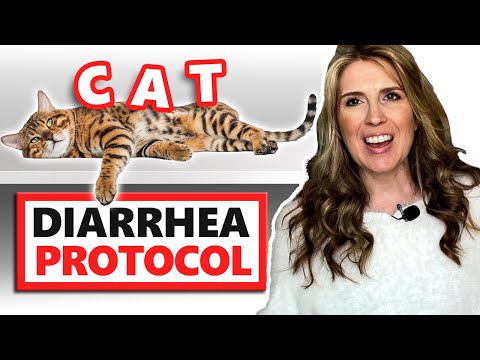 Help! My Cat Has Diarrhea ... What Should I Do?