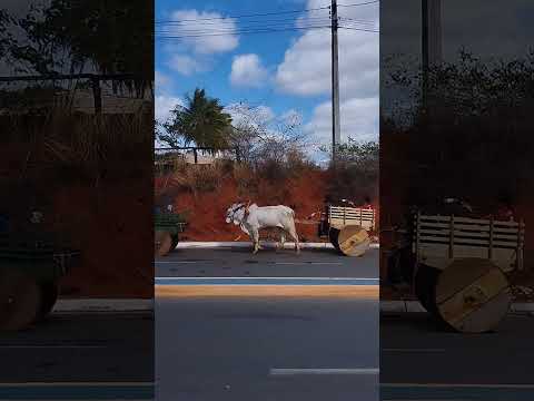 Carreata de carros de boi 2026 Caculé Bahia - sagrado coração de Jesus