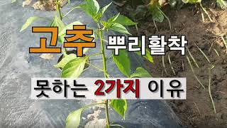고추 뿌리 활착 못하는 2가지 이유 # 주말농장 도시텃밭 고추가꾸기