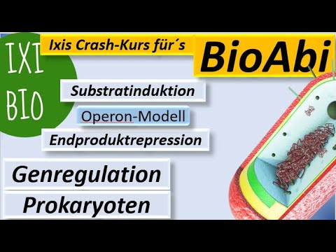 Genregulation bei Prokaryoten Substratinduktion - Endproduktrepression - Lac-Operon-Modell - BioAbi