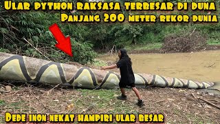 Download lagu DEDE INOEN VS THE BIGGEST PYTHON IN THE WORLD 200 METERS LENGTH REAL NO AI mp3
