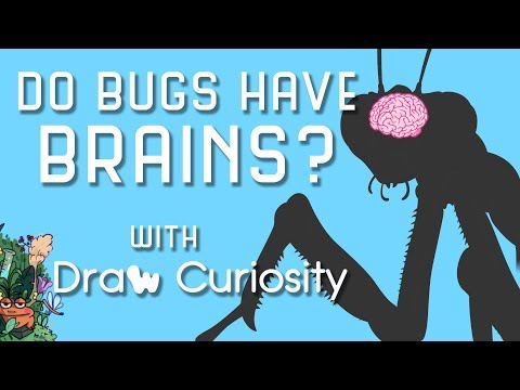 Do Bugs Have Brains?