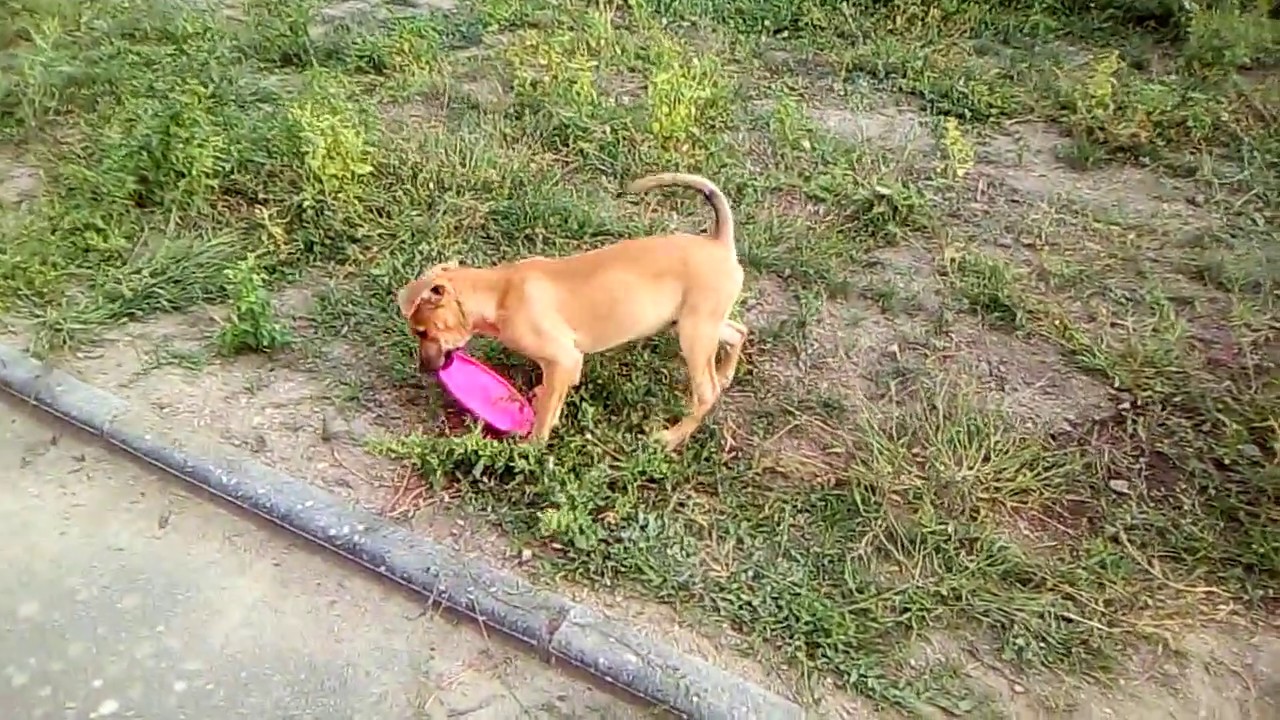 Adopter un chien qui vient de l'Île de La Réunion