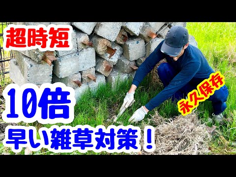 園芸 スギナ、ヒマラヤスギナ、巨大スギナ