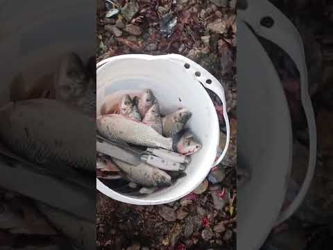 subienda 🐠🎣 de pescado puerto Valdivia Antioquia