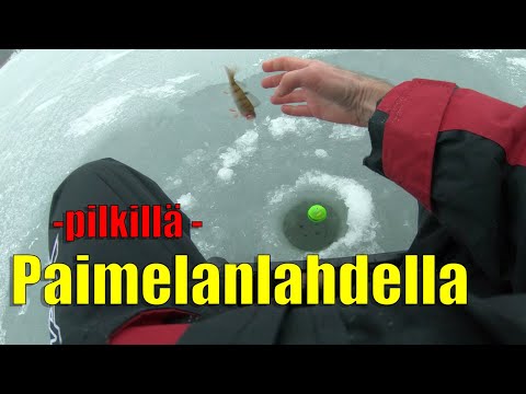 pilkillä paimelanlahdella