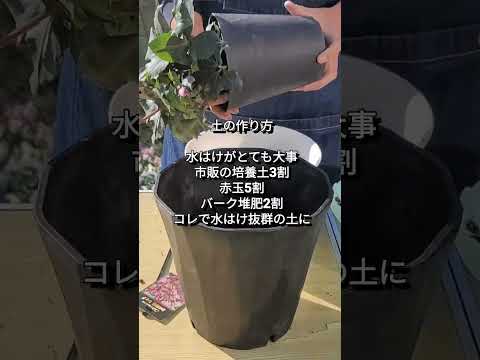 クリスマスローズを再び咲かせるにはどうすればいいですか？私たちのシンプルなアドバイス！  庭園