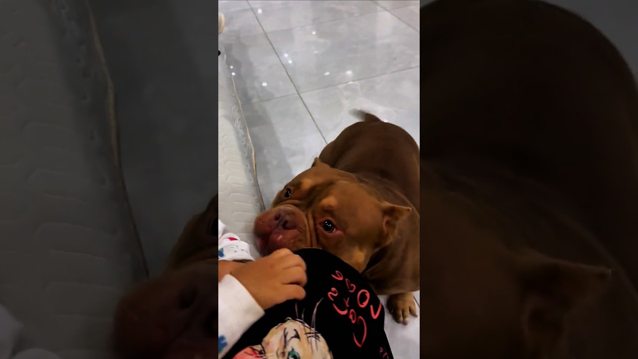 おとなしいのに怖い見た目のせいで引き取られなかった犬