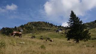 Cows Grazing on Mountain - royalty free stock video footage