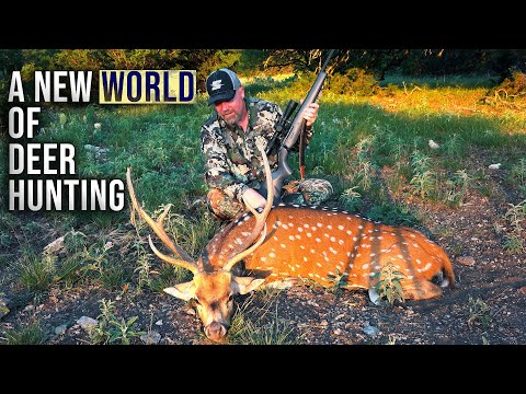 A Look at Axis Deer vs. Whitetails