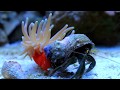 Bristle Worm And Hermit Crab Symbiotic Relationship