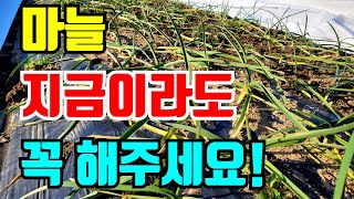 마늘 지금이라도 해야할일 내년 마늘농사 대비