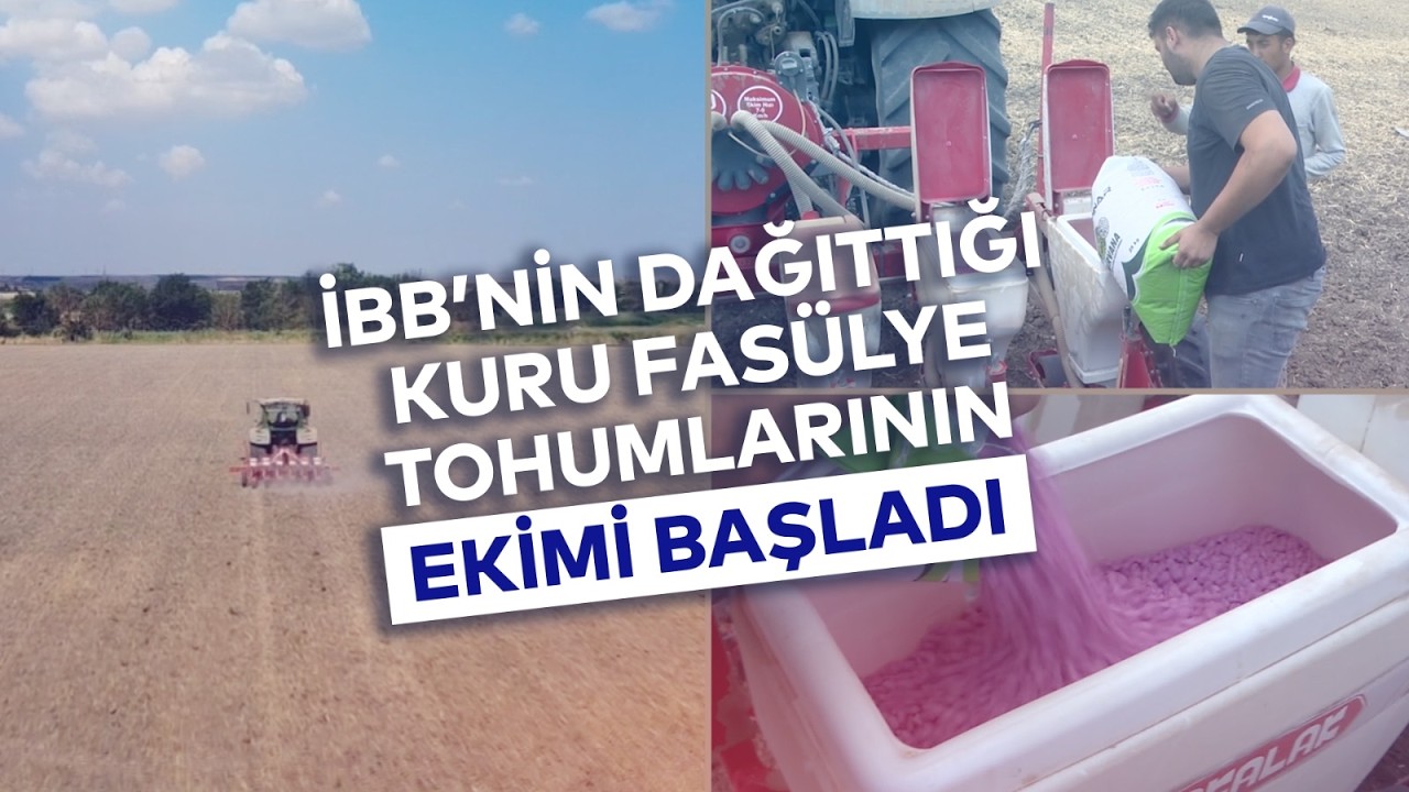 İBB'NİN DAĞITTIĞI KURU FASÜLYE TOHUMLARININ EKİMİ BAŞLADI
