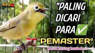 Download lagu CIAK CIAK JOSS KECIAL KUNING AMPUH||PANCINGAN KECIAL MALAS BUNYI|| mp3