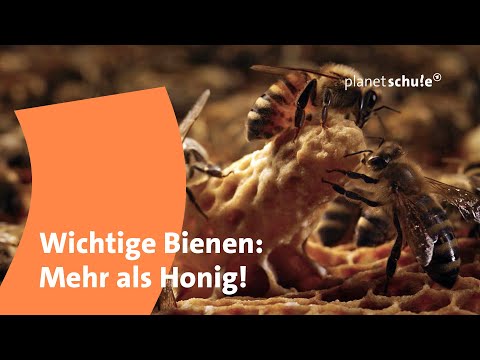 So leben Honigbienen! | planet schule | ARD