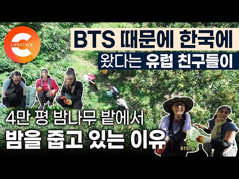 [유튜브] BTS를 너무 사랑해서 한국에 오고 싶었던 아미들이 4만 평 밤나무 밭에서 밤송이를 줍게 된 이유