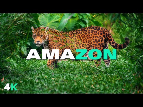 The Most Beautiful and Dangerous Place on Earth 🌎 | Explore World's Wildest Jungle | 4K Documentary